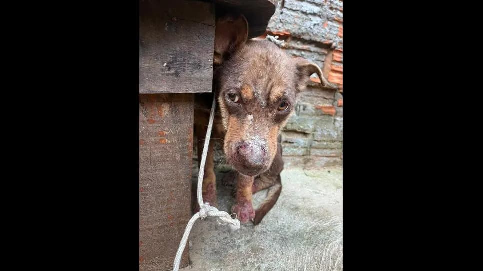 Presenciou uma violência contra animais? Saiba como denunciar