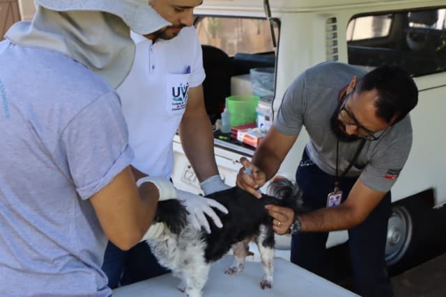 UVZ DE PRESIDENTE PRUDENTE PROMOVE PLANTÃO DE VACINAÇÃO ANTIRRÁBICA E MICROCHIPAGEM NESTE SÁBADO